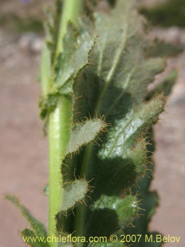 Image of Malesherbia paniculata (). Click to enlarge parts of image.