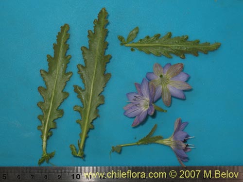 Image of Malesherbia paniculata (). Click to enlarge parts of image.