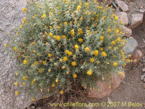 Bild von Chuquiraga acicularis (). Klicken Sie, um den Ausschnitt zu vergrössern.