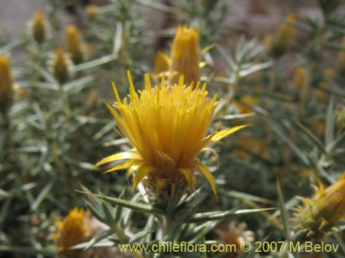 Bild von Chuquiraga acicularis (). Klicken Sie, um den Ausschnitt zu vergrössern.