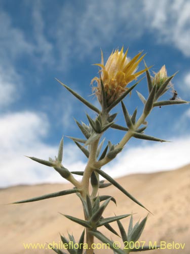 Bild von Chuquiraga acicularis (). Klicken Sie, um den Ausschnitt zu vergrössern.