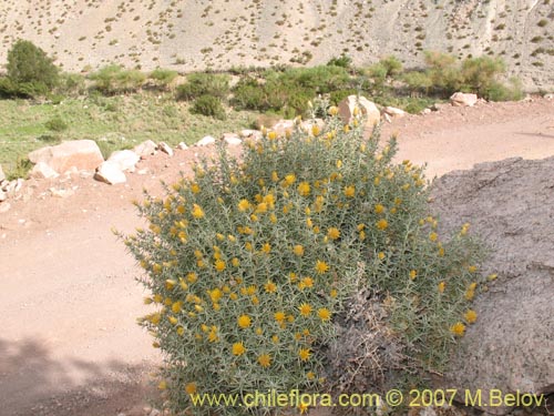 Bild von Chuquiraga acicularis (). Klicken Sie, um den Ausschnitt zu vergrössern.