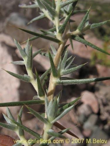 Bild von Chuquiraga acicularis (). Klicken Sie, um den Ausschnitt zu vergrössern.