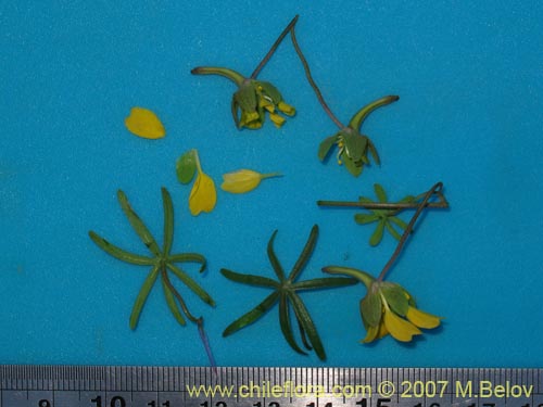 Image of Tropaeolum leptophyllum (). Click to enlarge parts of image.