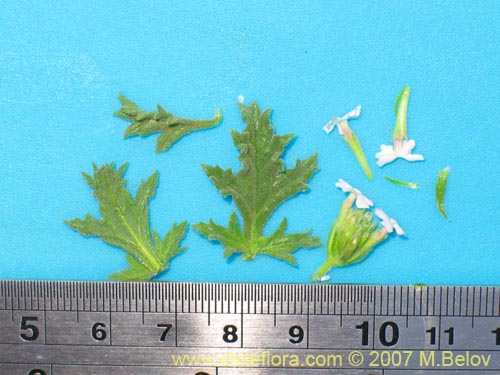 Bild von Glandularia origenes (). Klicken Sie, um den Ausschnitt zu vergrössern.