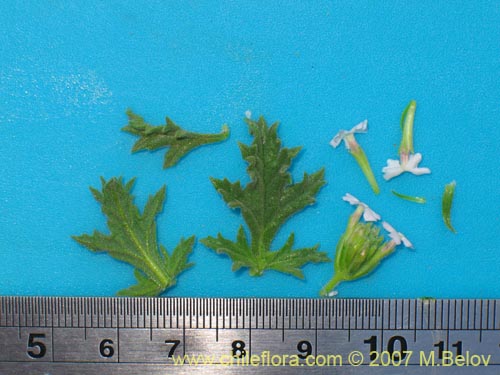 Bild von Glandularia origenes (). Klicken Sie, um den Ausschnitt zu vergrössern.