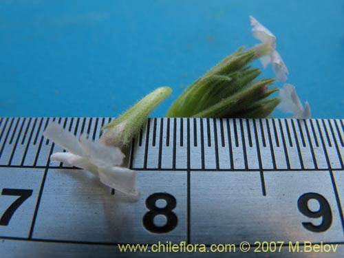 Bild von Glandularia origenes (). Klicken Sie, um den Ausschnitt zu vergrössern.