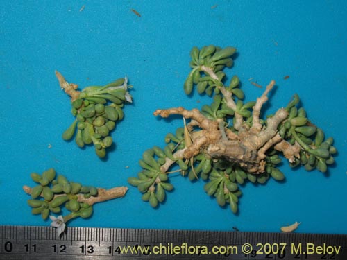 Image of Nolana sp. #1332 (). Click to enlarge parts of image.