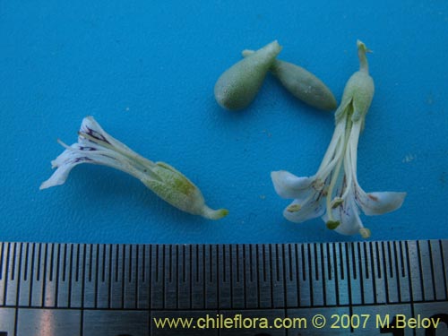 Nolana sp. #1332の写真