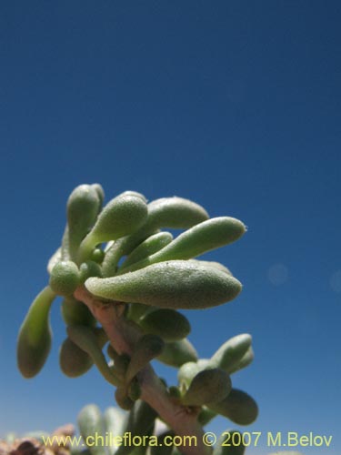 Nolana sp. #1332の写真