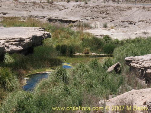 Image of Cortaderia atacamensis (Cola de zorro). Click to enlarge parts of image.