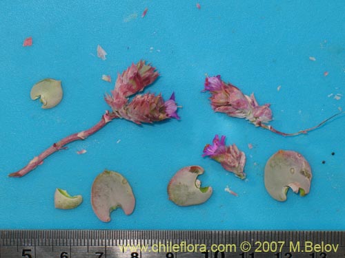 Image of Cistanthe salsoloides (). Click to enlarge parts of image.