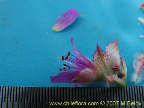 Image of Cistanthe salsoloides (). Click to enlarge parts of image.