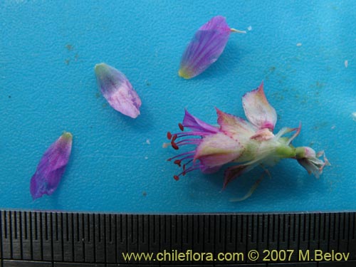 Image of Cistanthe salsoloides (). Click to enlarge parts of image.