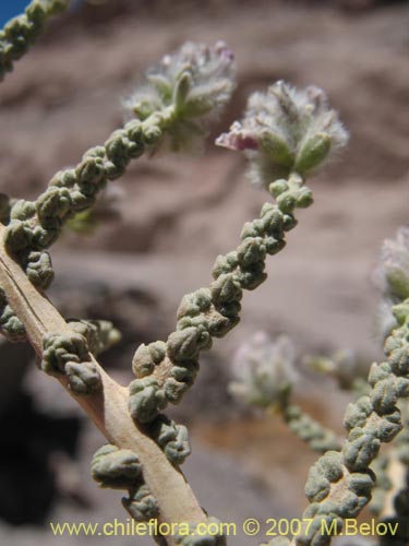 Image of Acantholippia punensis (). Click to enlarge parts of image.