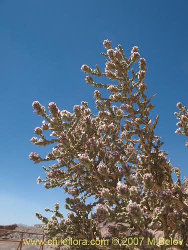 Image of Acantholippia punensis (). Click to enlarge parts of image.