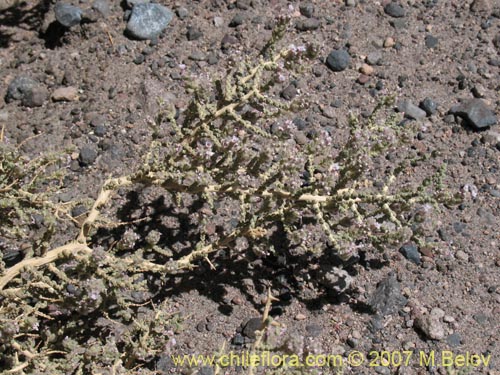 Image of Unidentified Plant sp. #1334 (). Click to enlarge parts of image.