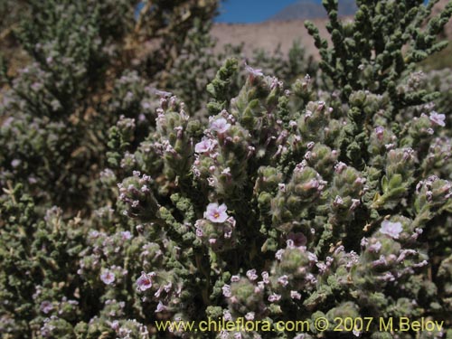 Image of Acantholippia punensis (). Click to enlarge parts of image.