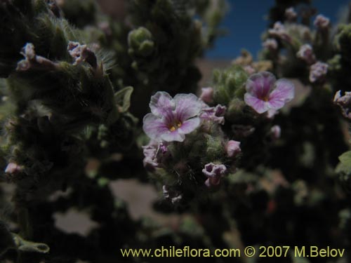 Image of Acantholippia punensis (). Click to enlarge parts of image.