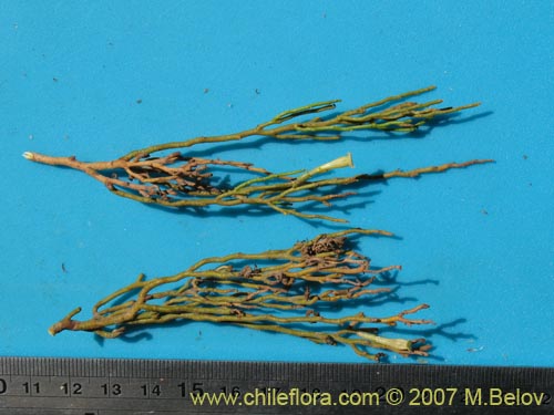 Bild von Fabiana denudata Miers (). Klicken Sie, um den Ausschnitt zu vergrössern.