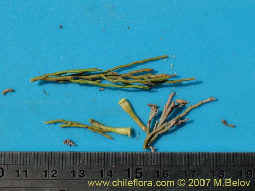 Bild von Fabiana denudata Miers (). Klicken Sie, um den Ausschnitt zu vergrössern.