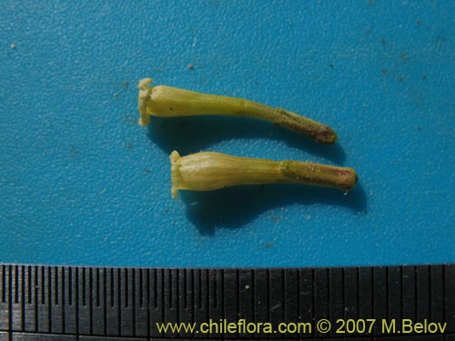 Bild von Fabiana denudata Miers (). Klicken Sie, um den Ausschnitt zu vergrössern.