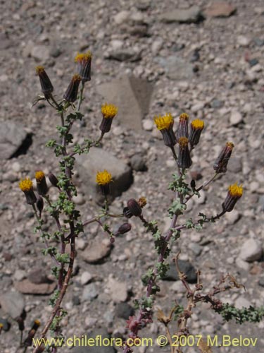 Image of Senecio eriophyton (). Click to enlarge parts of image.