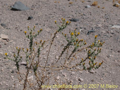 Image of Senecio eriophyton (). Click to enlarge parts of image.