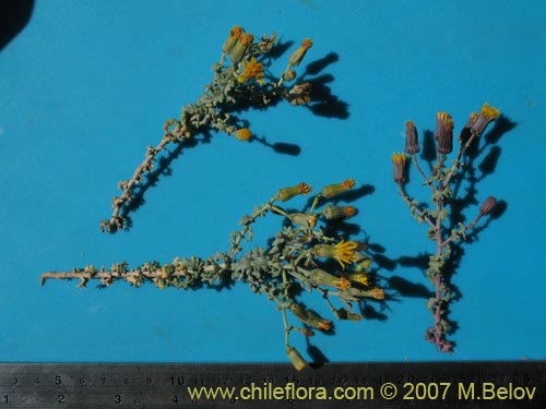 Image of Senecio eriophyton (). Click to enlarge parts of image.