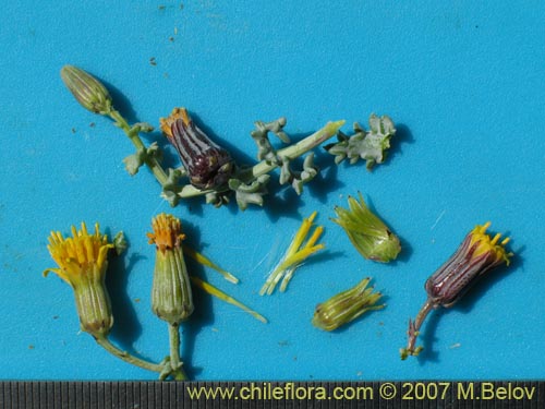 Image of Senecio eriophyton (). Click to enlarge parts of image.
