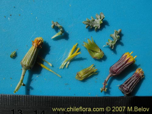 Image of Senecio eriophyton (). Click to enlarge parts of image.