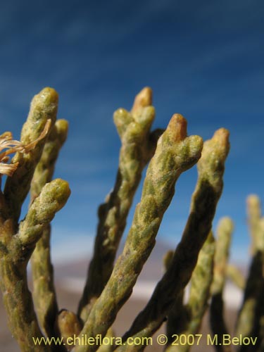 Image of Parastrephia quadrangularis (Chacha / Koba / Pulika / Sipu / Chijarwalla). Click to enlarge parts of image.