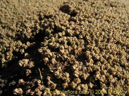 Pycnophyllum sp. #1695の写真