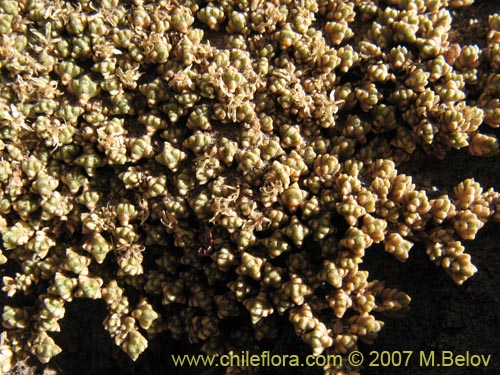 Pycnophyllum sp. #1695の写真