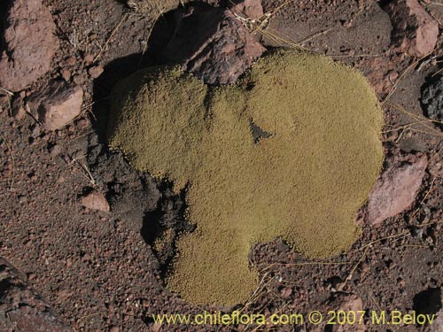 Pycnophyllum sp. #1695の写真