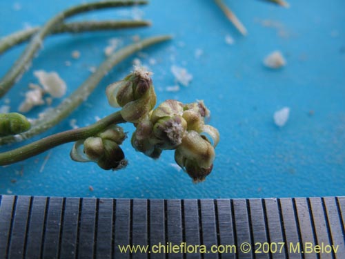 Triglochin concinnaの写真