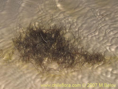 Фотография Ruppia filifolia (). Щелкните, чтобы увеличить вырез.