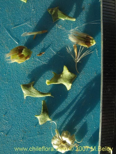 Baccharis sp. #1008의 사진