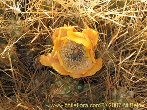 Bild von Cumulopuntia boliviana ssp. ignescens (). Klicken Sie, um den Ausschnitt zu vergrössern.