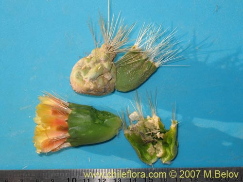 Bild von Cumulopuntia boliviana ssp. ignescens (). Klicken Sie, um den Ausschnitt zu vergrössern.