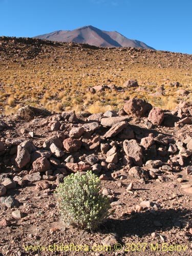 Image of Senecio sp. #2172 (). Click to enlarge parts of image.