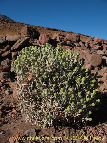 Image of Senecio sp. #2172 (). Click to enlarge parts of image.