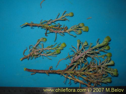Image of Senecio sp. #2172 (). Click to enlarge parts of image.