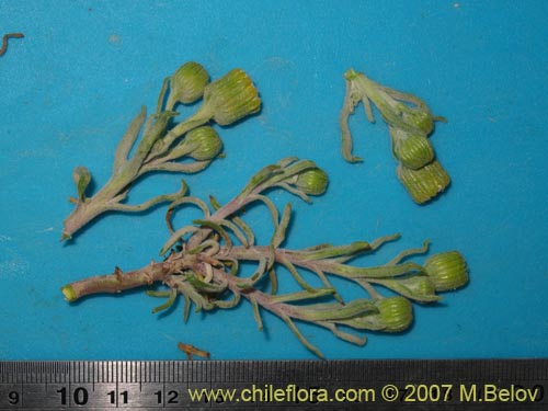 Image of Senecio sp. #2172 (). Click to enlarge parts of image.