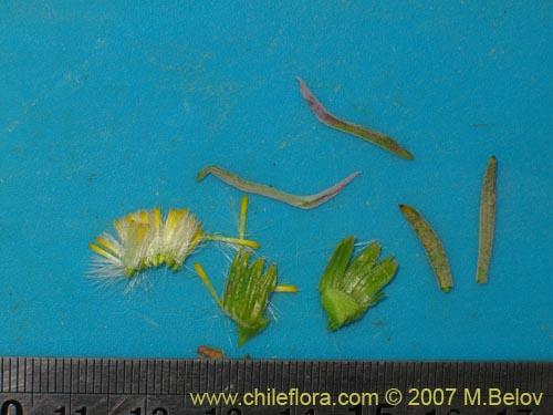 Image of Senecio sp. #2172 (). Click to enlarge parts of image.