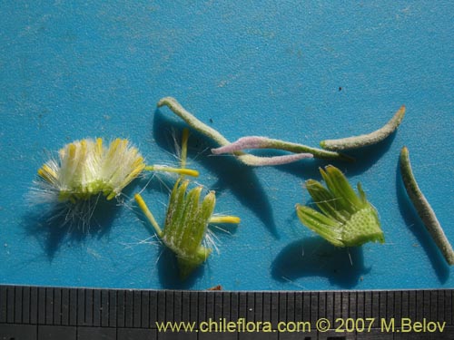 Image of Senecio sp. #2172 (). Click to enlarge parts of image.