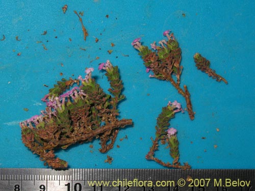 Bild von Verbenaceae sp. #1697 (). Klicken Sie, um den Ausschnitt zu vergrössern.