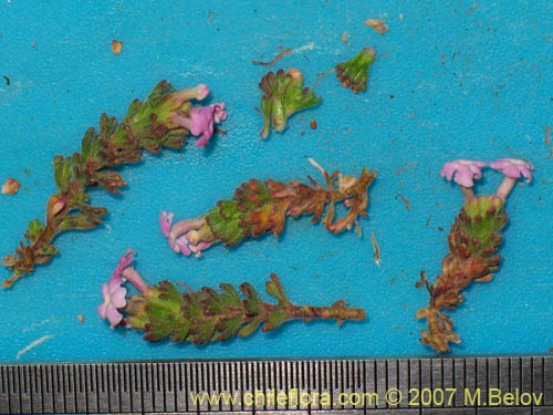 Imágen de Verbenaceae sp. #1697 (). Haga un clic para aumentar parte de imágen.