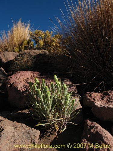 Image of Senecio sp. #2172 (). Click to enlarge parts of image.