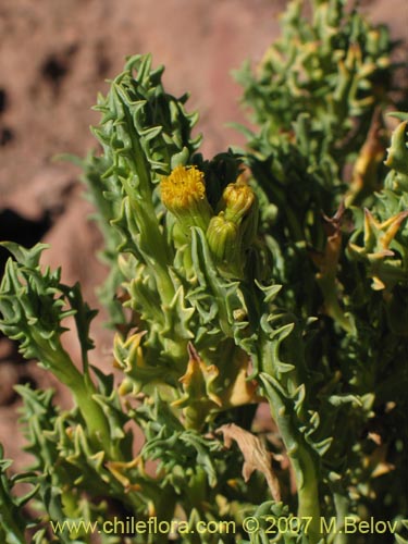 Image of Senecio sp. #1457 (). Click to enlarge parts of image.